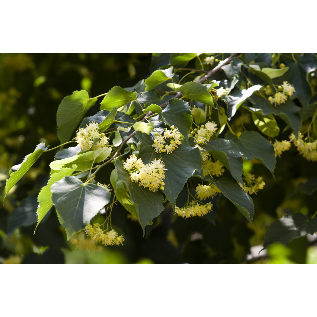 Lindenblüten von MariusFM77 - Druck auf Leinwand ohne Rahmen