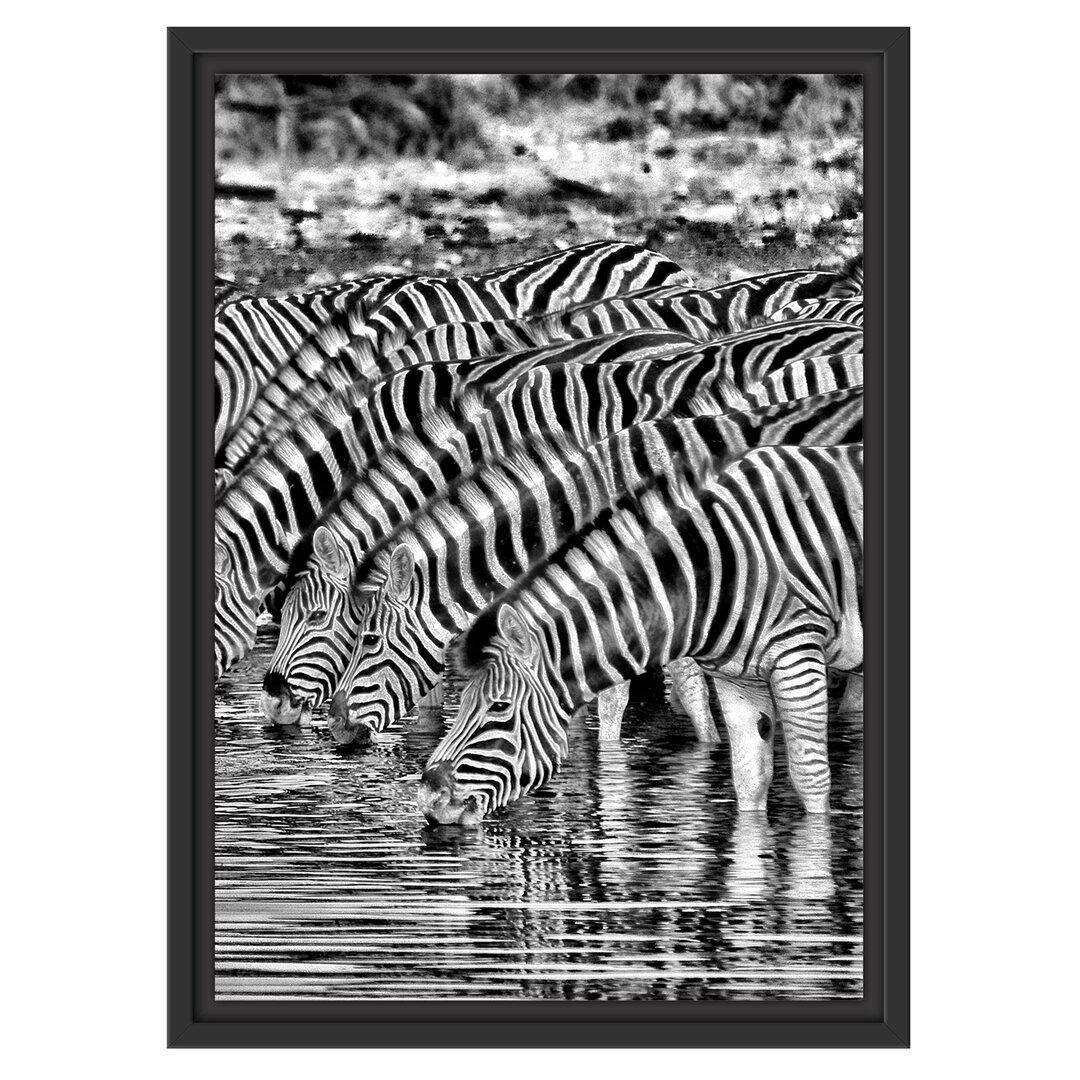 Gerahmtes Wandbild Safari mit Zebras in Afrika