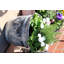 Kingsfield Pot Planter-38455291