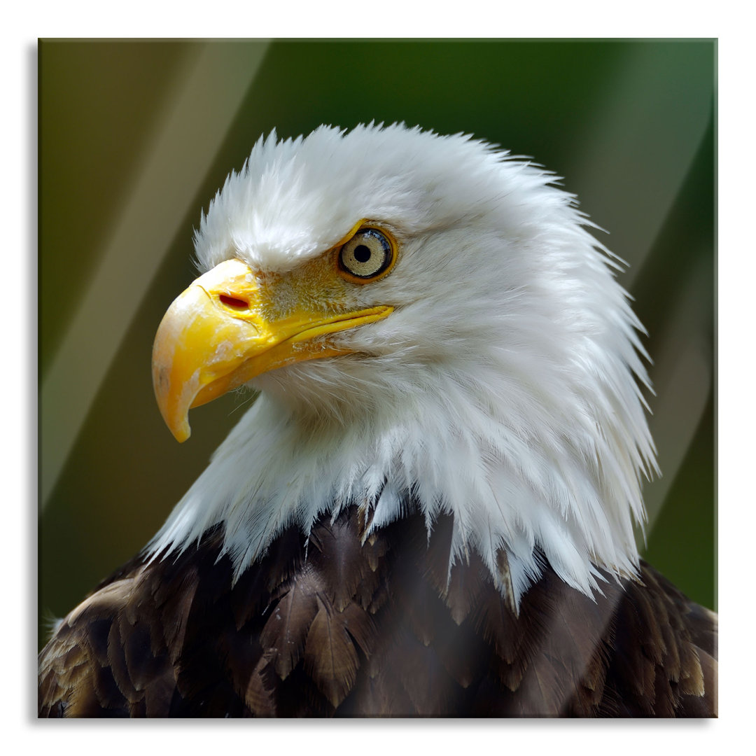 Glasbild Mächtiger Weißkopfseeadler