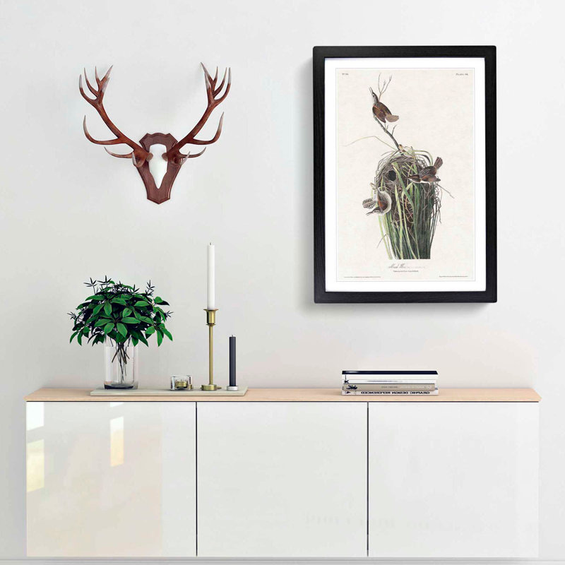 Marsh Wrens by John Audubon - Framed Print, 48cm H x 36cm W x 2cm D, Black Framed