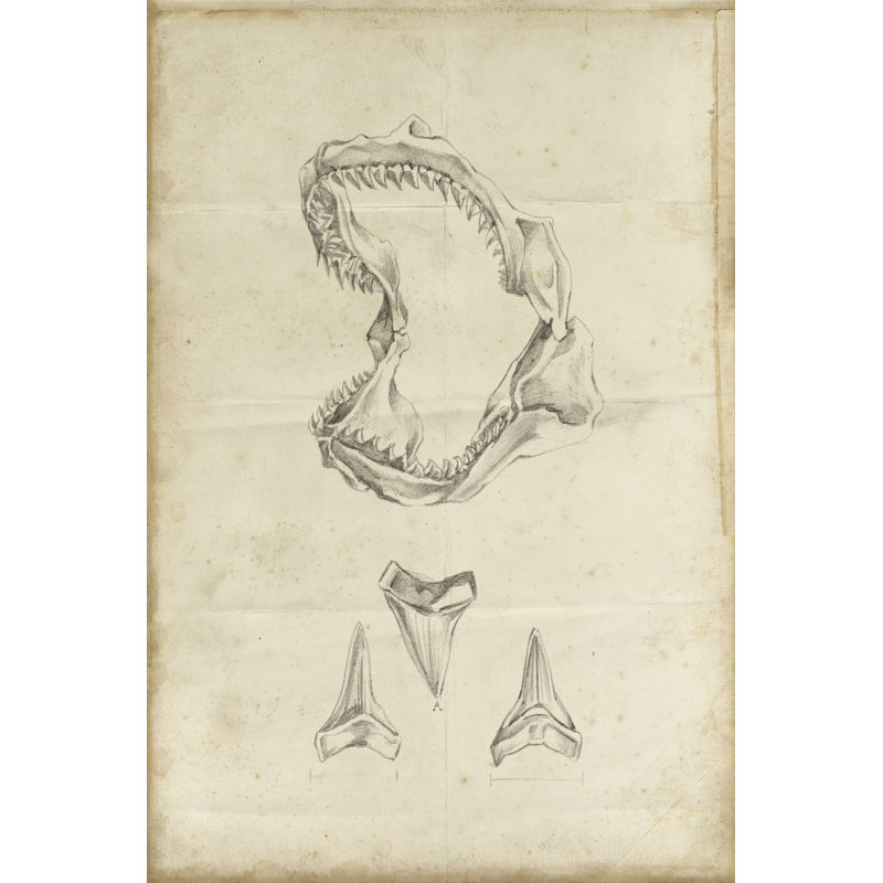 Shark Study II by Ethan Harper - Wrapped Canvas Print, 46cm H x 30cm W x 3.8cm D