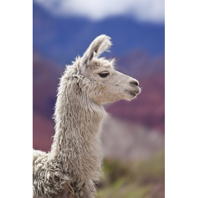 White Llama in Argentina by Grafissimo