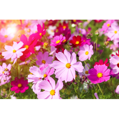 Fleur cosmique - photographie sur toile