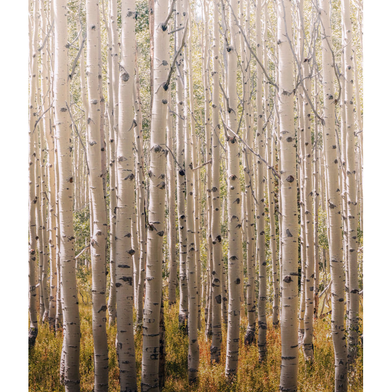 Orom II Collection Tall Trees 62.5-inches wide x 9.18-feet high 3-panel Wall Mural
