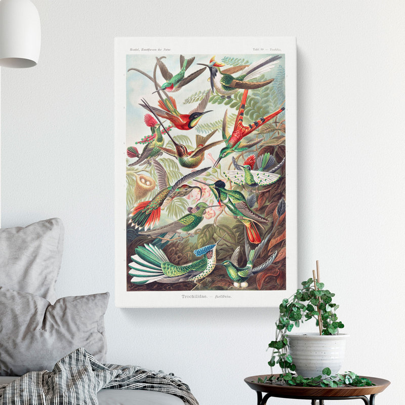 Study Of Kingfisher Birds by Ernst Haeckel - Wrapped Canvas Painting, 50cm H x 35cm W x 3cm D