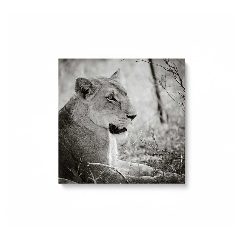 «Lioness Square BW» par Sharon Vardy, reproduction d'art, 36 W x 36 H, Does Not Apply, Unframed Canvas