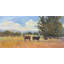 Cows Print by John Beard-237030338