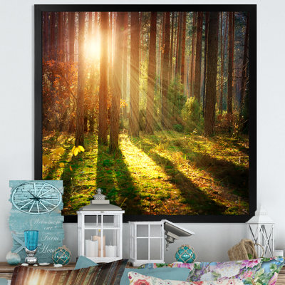 Sun Rays in Misty Old Forest - Peinture