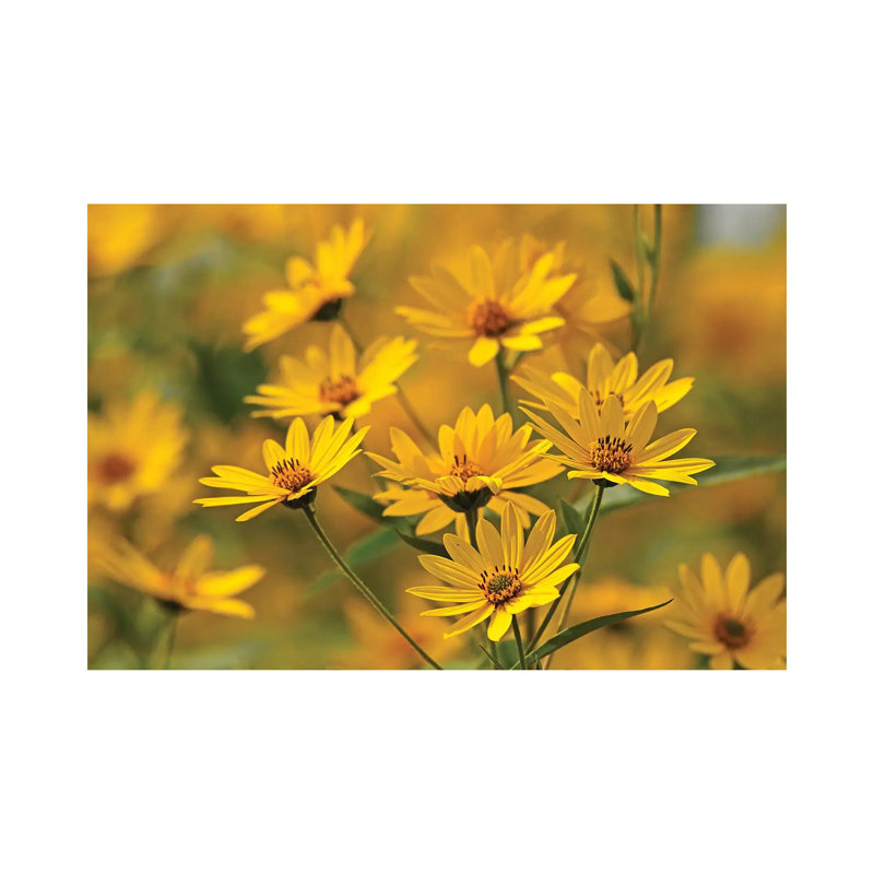Gold Flowers by Brian Wolf - Wrapped Canvas Print, 20.32 cm H x 30.48 cm W