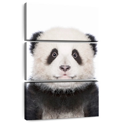 Portrait de panda Brampt