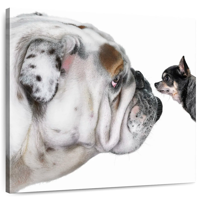 Crowle Bulldog And Chihuahua