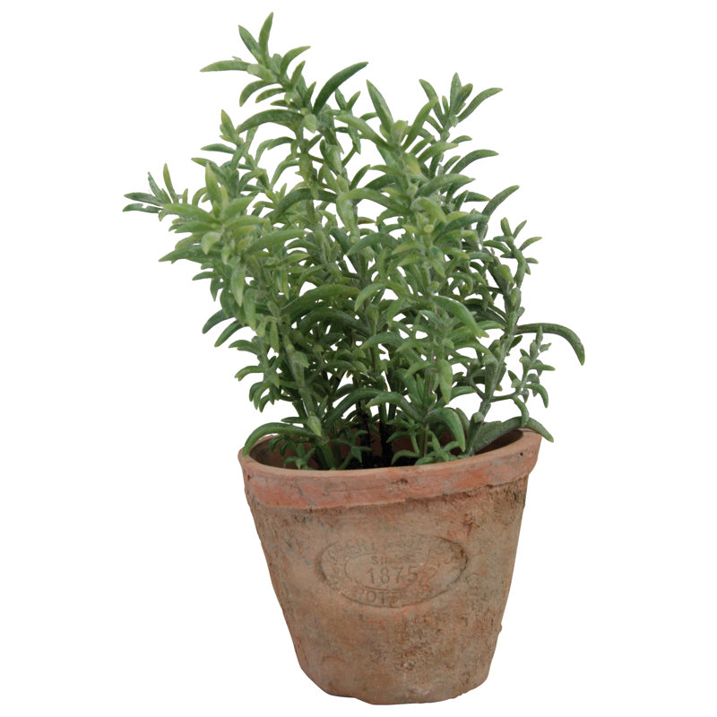 Artificial Thyme in Aged Terracotta Pot, 16.1 cm H x 9.7 cm W x 9.7 cm D