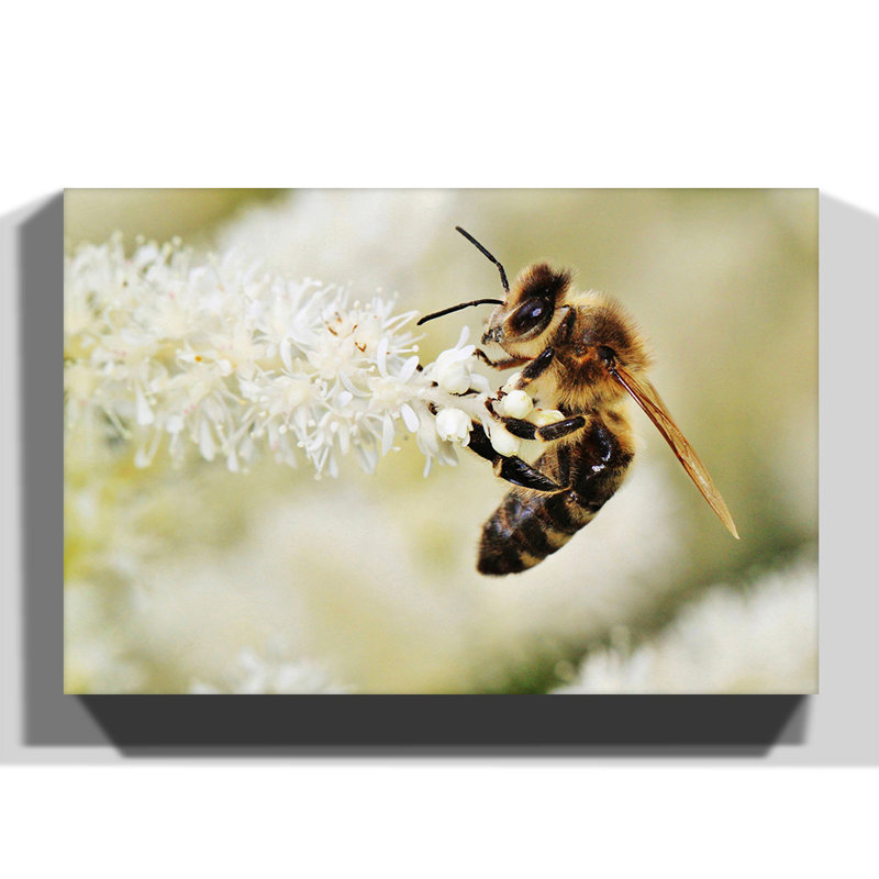 Bumble Bee Wrapped Canvas Print, 50cm H x 76cm W