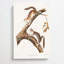 Downy Squirrels by Louis Renard - Wrapped Canvas-55342598