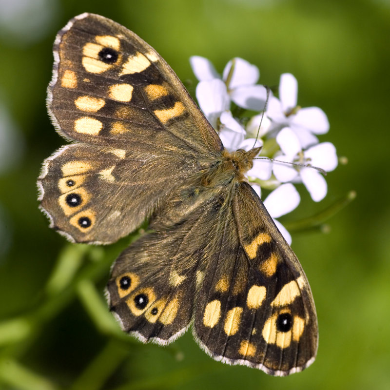 Speckled Wood Butterfly - Wrapped Canvas Print, 30cm H x 30cm W x 3.8cm D