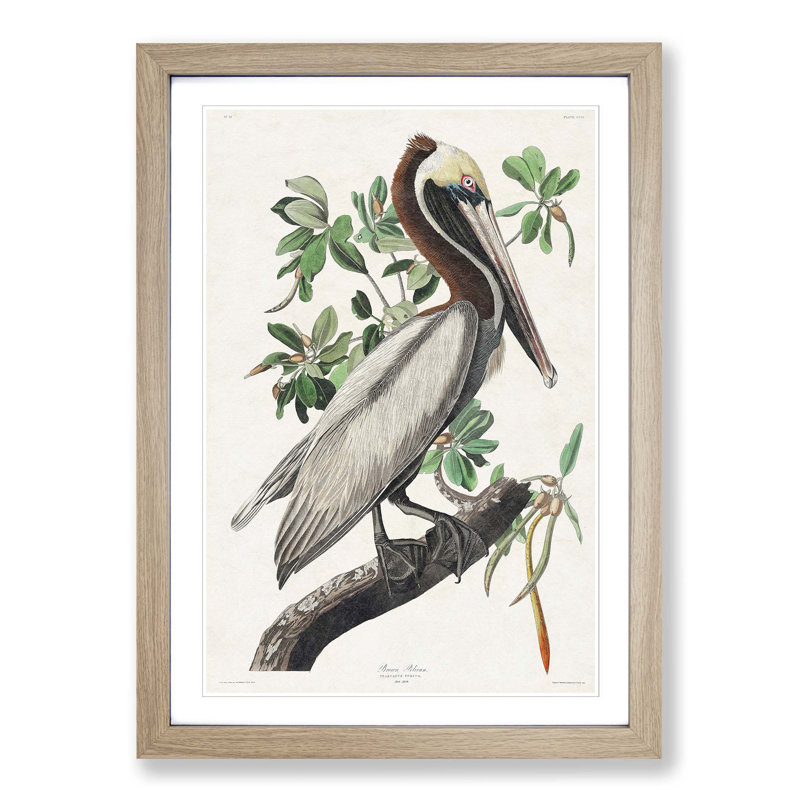 Brown Pelican by John Audubon - Picture Frame Graphic Art Print on MDF, 36cm H x 27cm W x 2cm D, Oak Framed