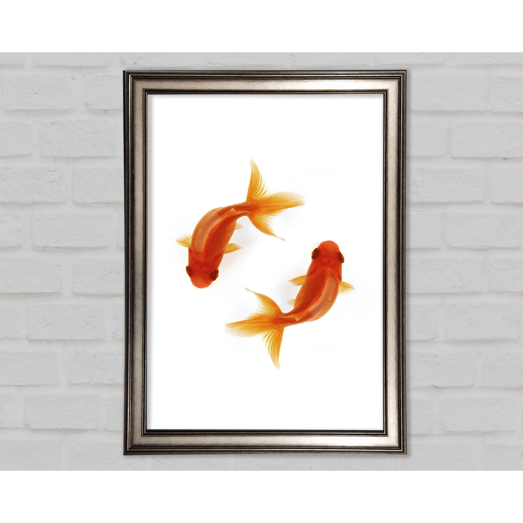 Goldfish Reflections - Einzelne Bilderrahmen Kunstdrucke