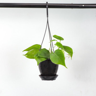 Live Green Philodendron Plant in Hanging Pot