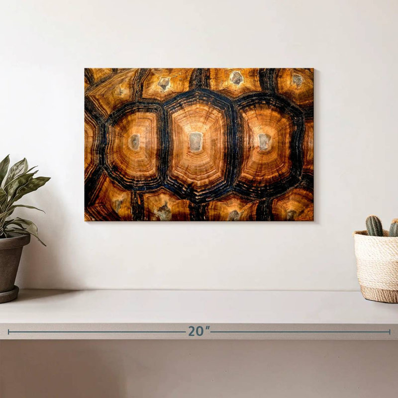 Turtle Shell, 8" H x 12" W