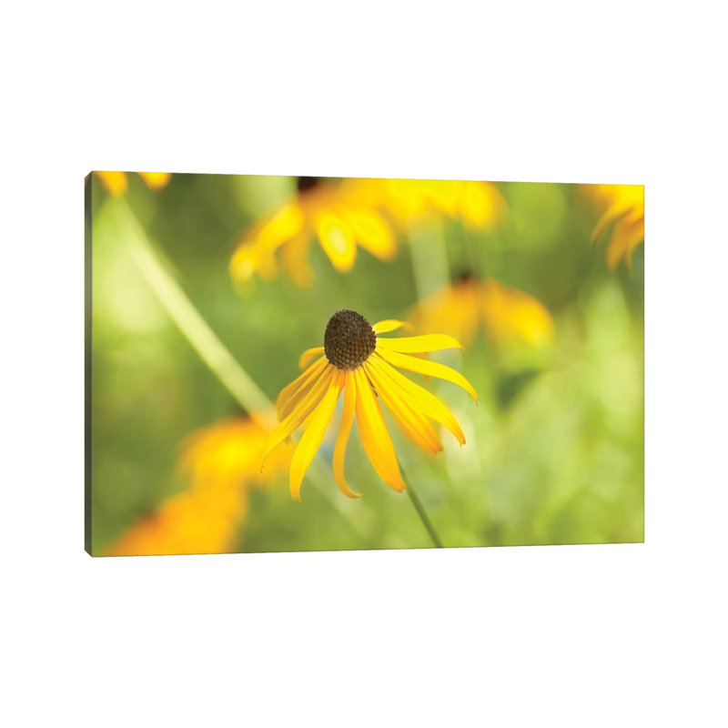 Susan Study I by James McLoughlin - Wrapped Canvas Print, 20.32 cm H x 30.48 cm W