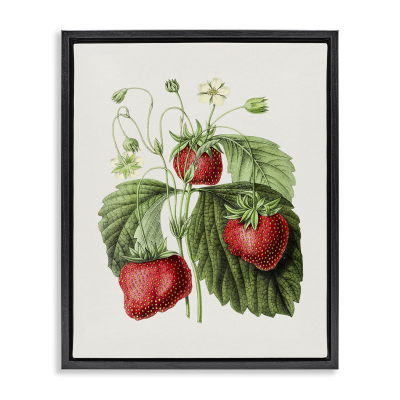 «Vintage Strawberries Study», art mural encadré flottant par lettré et doublé, Cadre flottant noir de jais, H 21 po x l 17 po