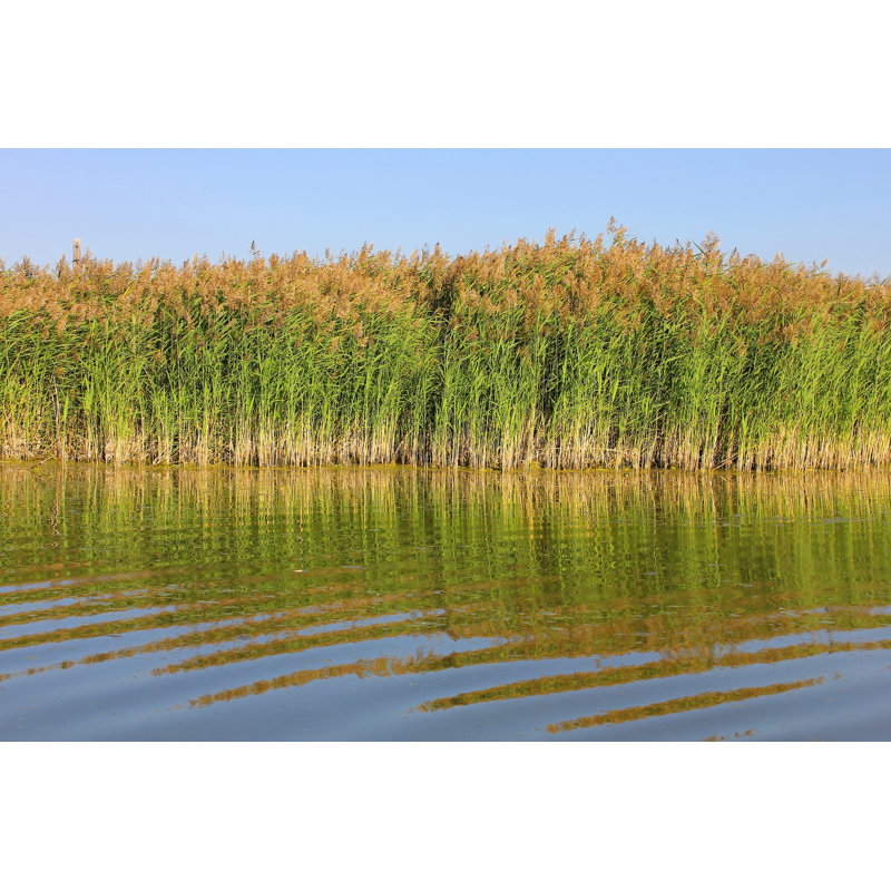 Reed Shore by Dmitry_7 - Wrapped Canvas Print, 51cm H x 76cm W