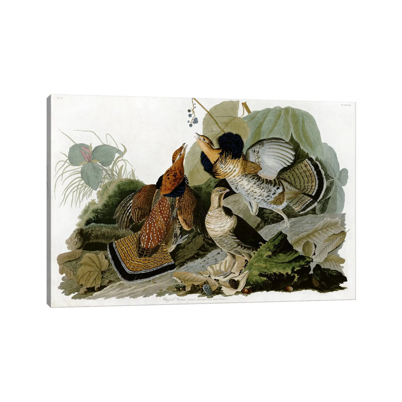 Ruffed Grouse by John James Audubon - Wrapped Canvas Print, 20.32 cm H x 30.48 cm W