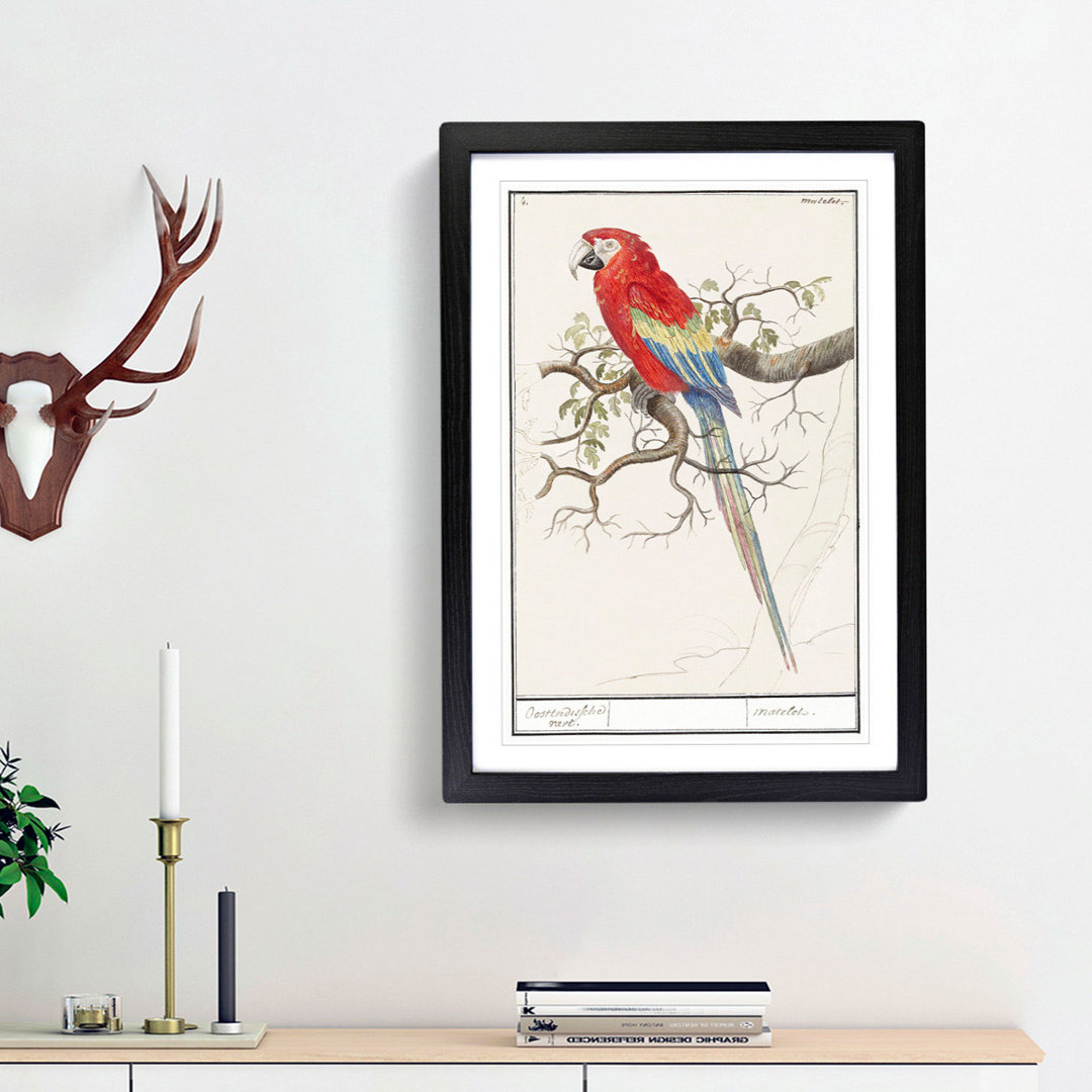 Scarlet Macaw Parrot by A.B. de Boodt - Picture Frame Painting Print