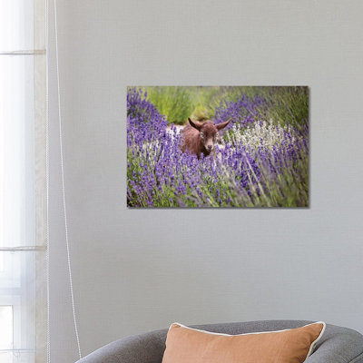 Baby Goat In Lavender by Karen Burke - Wrapped Canvas Print
