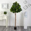 Figuier Helmsford-759952784
