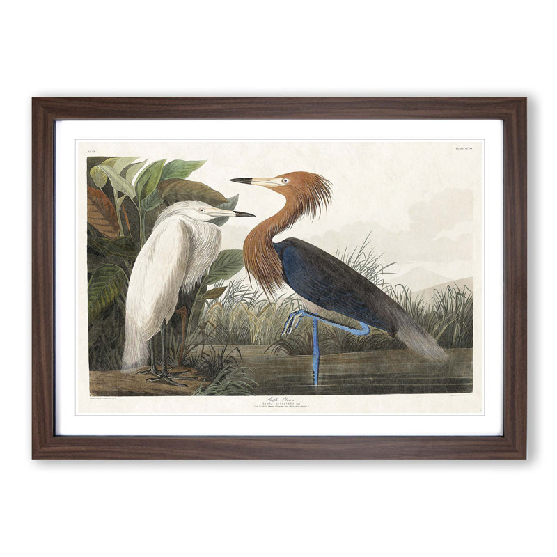 Heron by John Audubon - Picture Frame Painting Print, 48cm H x 65cm W x 2cm D, Walnut Framed