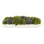Assorted Sedum and Moss Arranged in Wood Planter-1445777727