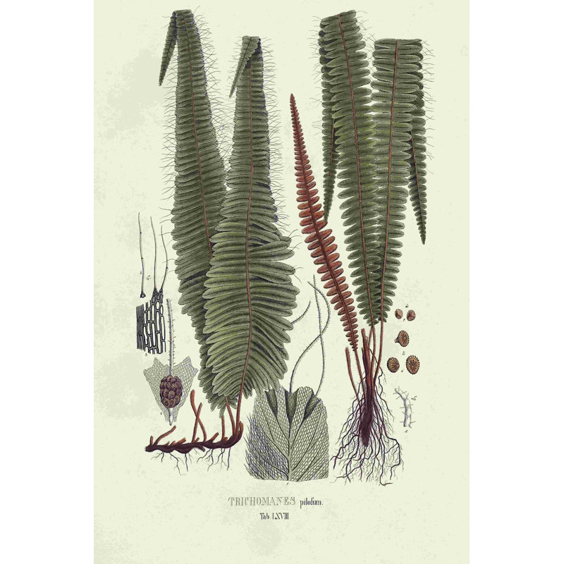 Botanical Society Ferns IV - Impression sur toile tendue, H 18 po x l 12 po