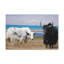 «Yak Couple Yak Couple», art mural animal-1767013153