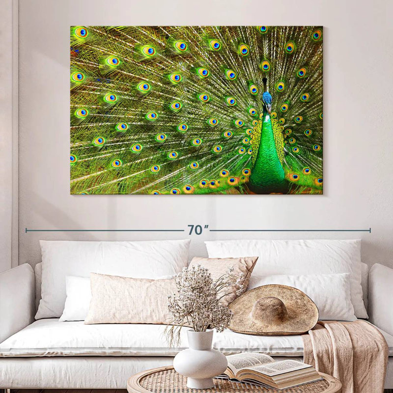 Brampt exhibant des plumes de paon, H 34 po x l 51 po