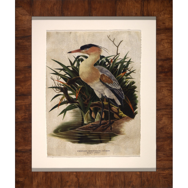 Whistling Heron - Peinture encadrée sur papier