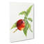 Vintage Peach Illustration of a Nectarine - Wrapped Canvas-55303899