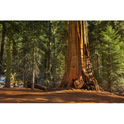 General Grant Grove Trees by Pgiam - No Frame Art Prints on Canvas