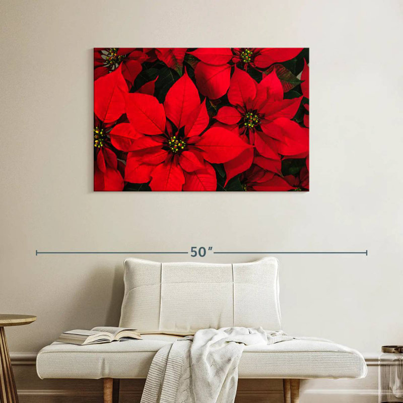 Harnek cramoisi poinsettia, H 26 po x l 39 po