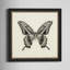 «Butterfly VI BW», reproduction d'art graphique sur papier encadré