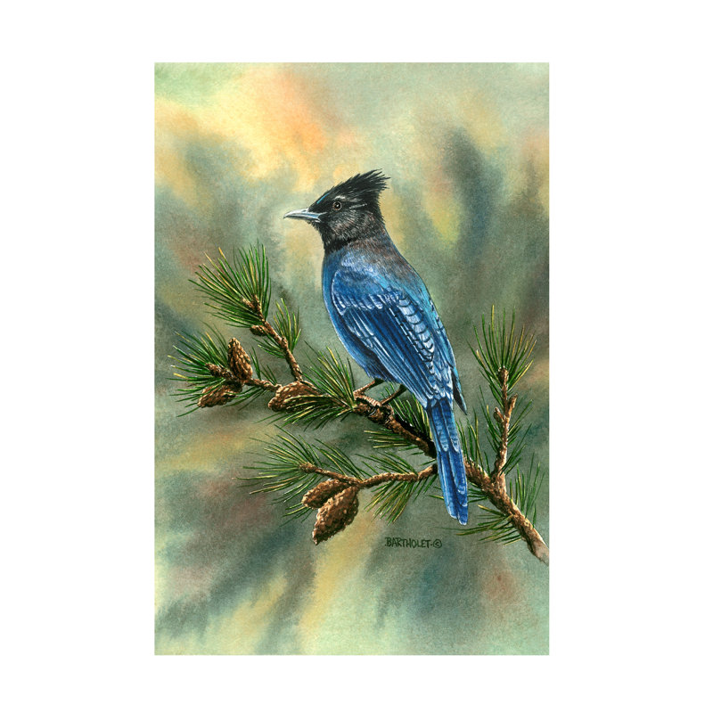 «Dave Bartholet Stellar Jay», art sur toile, H 12 po x l 19 po