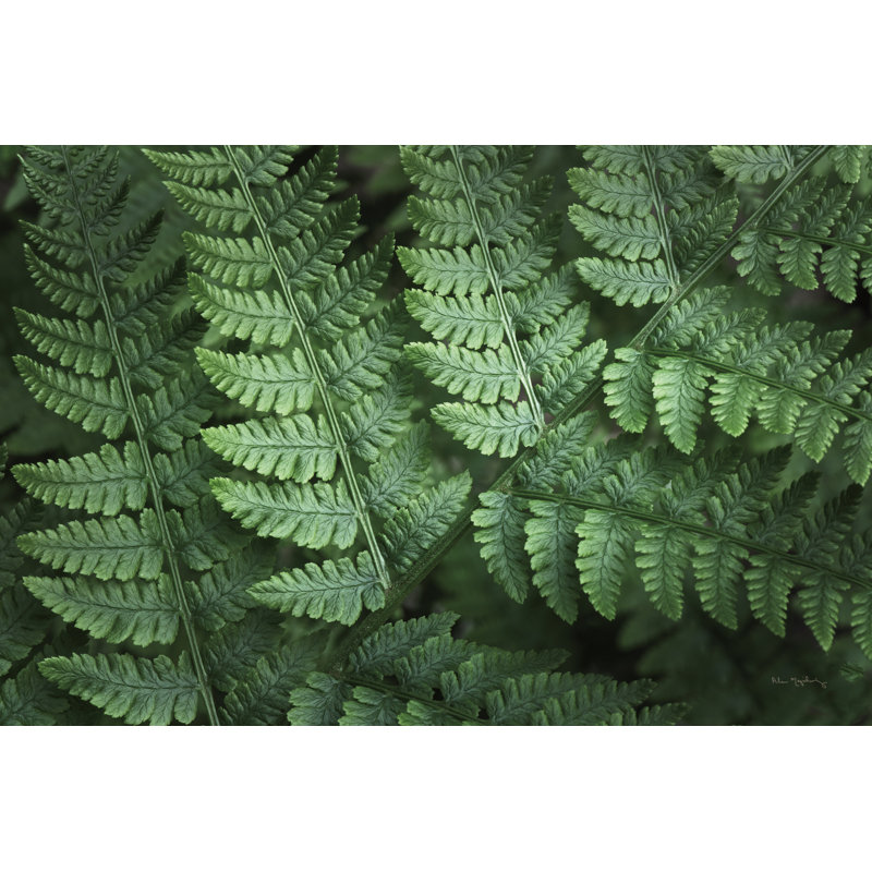 Lady Ferns IV Colour by Alan Majchrowicz - Photograph Print, Wrapped Canvas, 61cm H x 91cm W