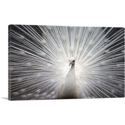 " White Peacock "