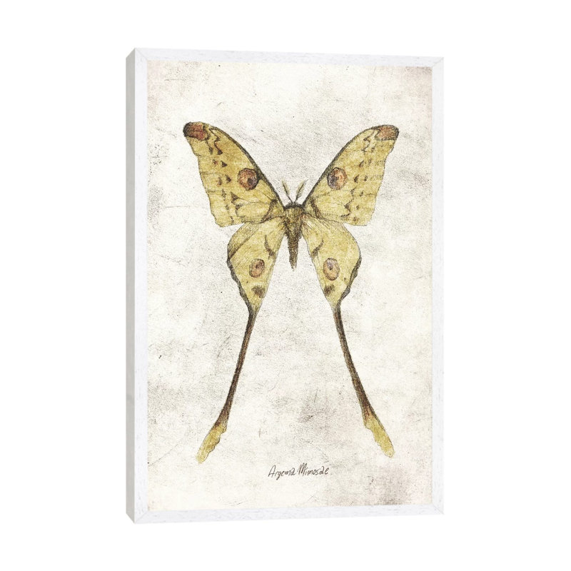 Argema Mimosae by Mike Koubou - Print on Canvas, 101.6cm H x 66.04cm W x 3.81cm D, White Framed