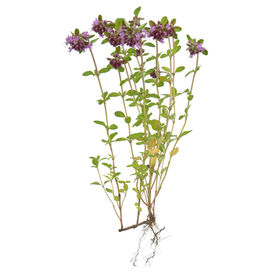 Leinwandbild Thyme ( Thymus )