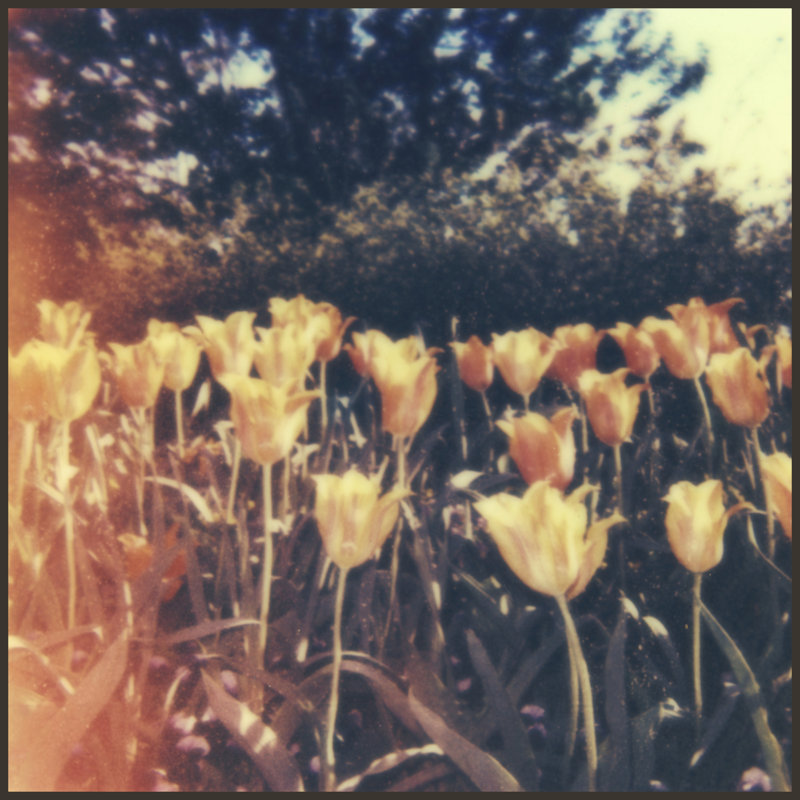 Tulipa Exposta III by Jason Johnson - Wrapped Canvas Art Prints, 30cm H x 30cm W x 3.8cm D