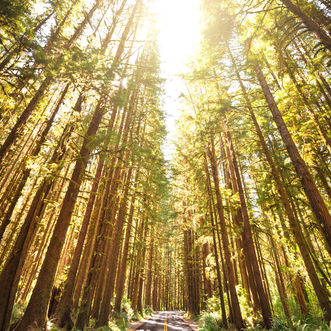 Hoh Rainforest von Franckreporter - Kunstdrucke auf Leinwand