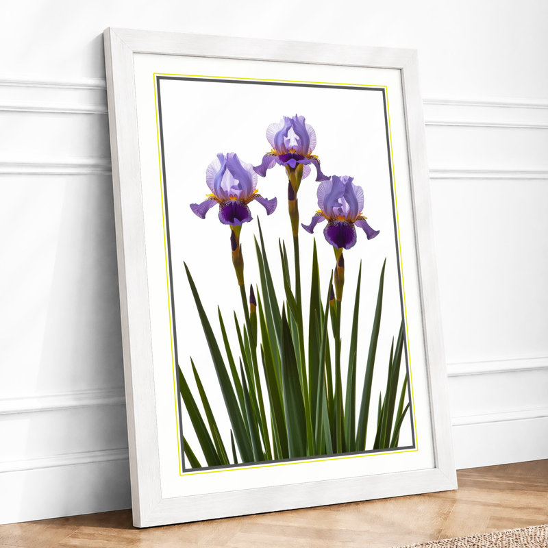 Iris Bloom Botanical - Framed Print, A3 - 42.0 x 29.7 cm, White