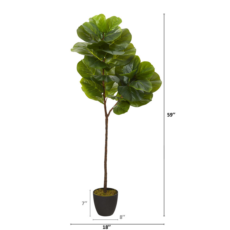 Figuier 52 po en pot